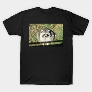 Fat Raccoon T-Shirt